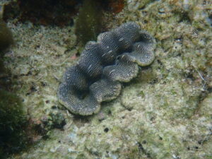 自然体験ジョン万パーク 天然水族感 自然体験シュノーケリング 記念日 親子旅行