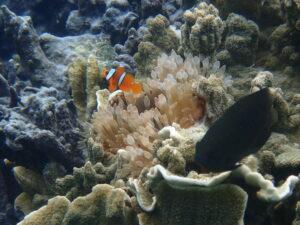 自然体験ジョン万パーク 天然水族感 自然体験シュノーケリング 記念日 親子旅行