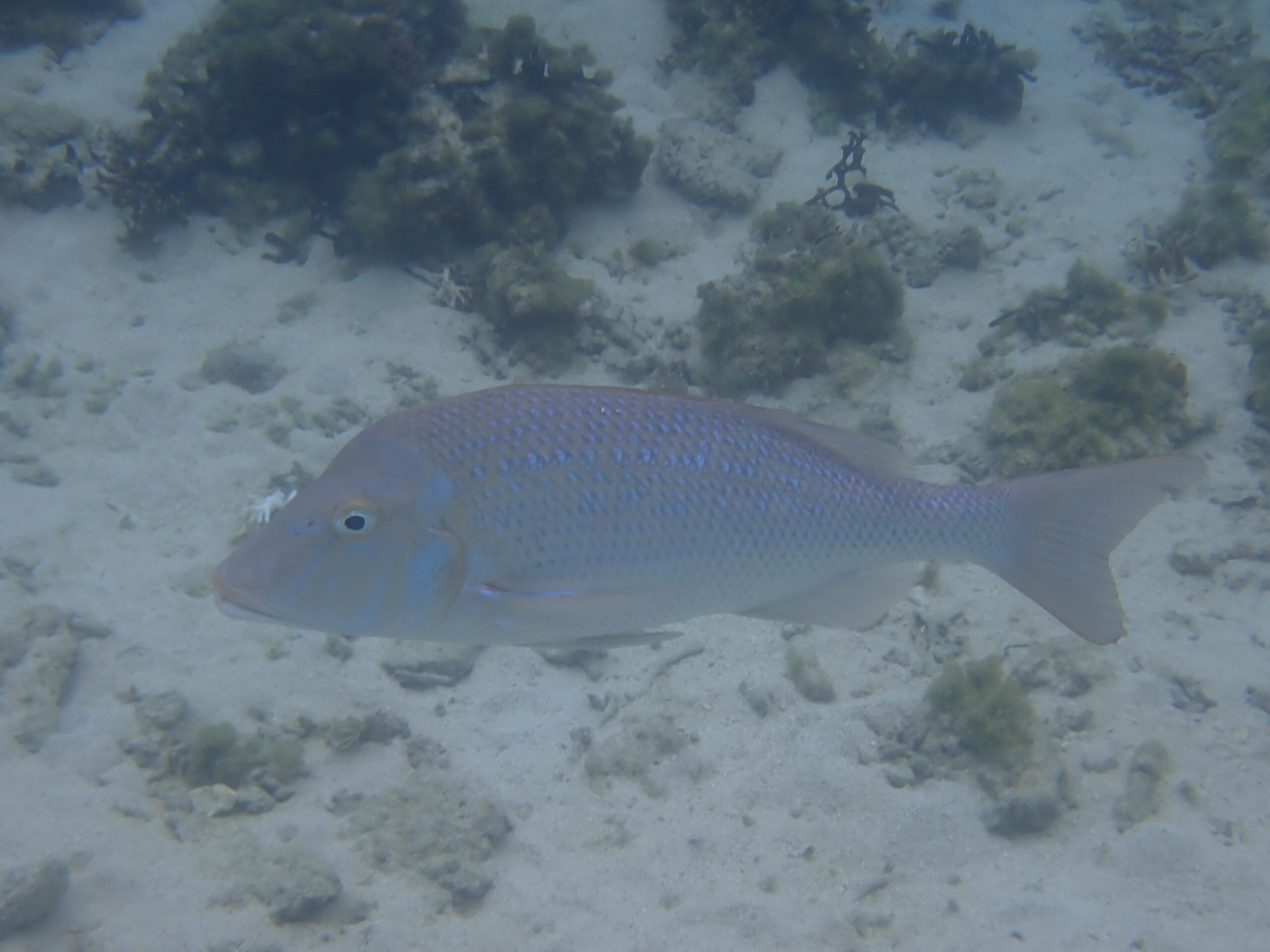 自然体験ジョン万パーク 天然水族感 自然体験シュノーケリング