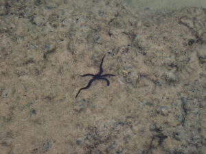 自然体験ジョン万パーク 天然水族感 自然体験シュノーケリング 家族旅行 初めての沖縄旅行