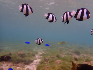 自然体験ジョン万パーク 天然水族感 自然体験シュノーケリング 家族旅行 初めての沖縄旅行