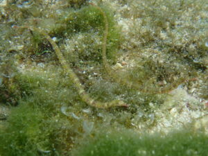 自然体験ジョン万パーク 天然水族感 自然体験シュノーケリング 家族旅行 初めての沖縄旅行