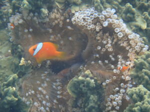 自然体験ジョン万パーク 天然水族感 自然体験シュノーケリング 家族旅行 初めての沖縄旅行