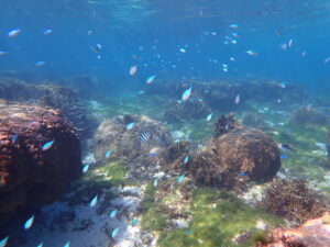 自然体験ジョン万パーク 天然水族感 自然体験シュノーケリング 初心者
