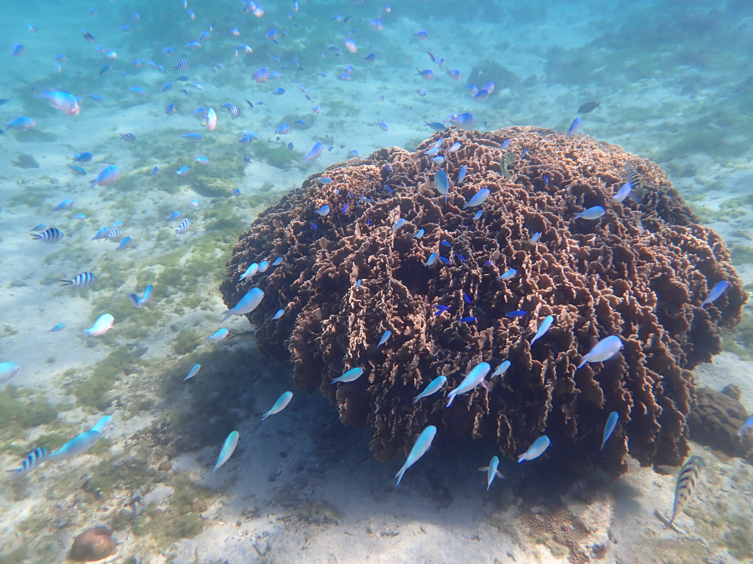 自然体験ジョン万パーク 天然水族感 自然体験シュノーケリング 初心者