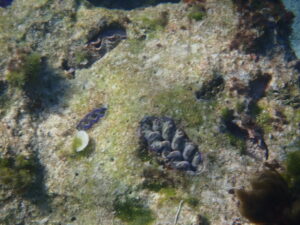 自然体験ジョン万パーク 天然水族感 自然体験シュノーケリング 沖縄旅行 初心者