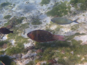 自然体験ジョン万パーク 天然水族感 自然体験シュノーケリング 沖縄旅行 初心者