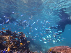 自然体験ジョン万パーク 天然水族感 自然体験シュノーケリング 旅行会社 社員旅行