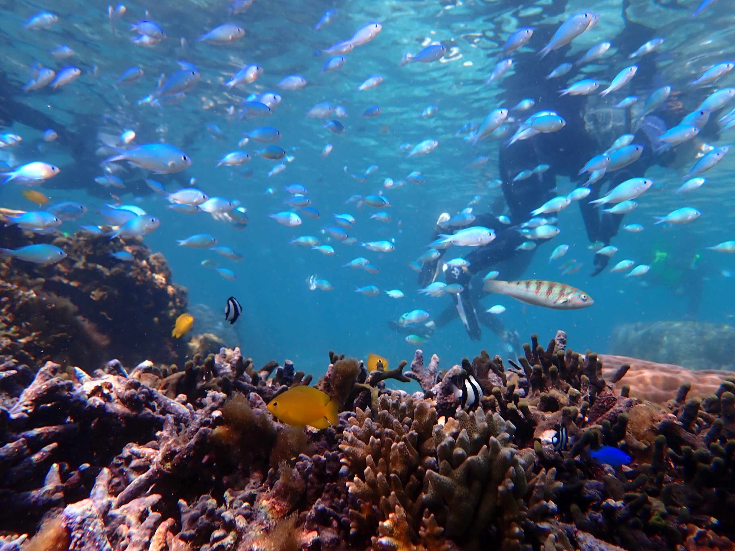 自然体験ジョン万パーク 天然水族感 自然体験シュノーケリング 旅行会社 社員旅行