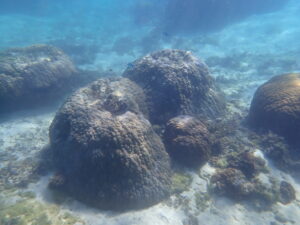 自然体験ジョン万パーク 天然水族感 自然体験シュノーケリング 旅行会社 社員旅行