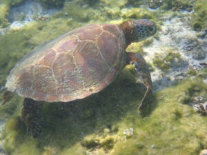 自然体験ジョン万パーク 天然水族感 自然体験シュノーケリング 3世代旅行