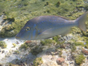 自然体験ジョン万パーク 天然水族感 自然体験シュノーケリング 3世代旅行