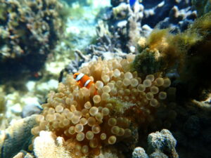 自然体験ジョン万パーク 天然水族感 自然体験シュノーケリング 家族旅行