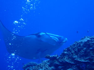 自然体験ジョン万パーク 天然水族感 自然体験シュノーケリング サービス向上