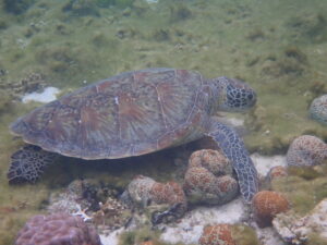 自然体験ジョン万パーク 天然水族感 自然体験シュノーケリング 60代 1人