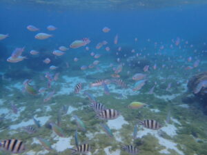 自然体験ジョン万パーク 天然水族感 自然体験シュノーケリング 60代 1人