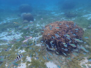 自然体験ジョン万パーク 天然水族感 自然体験シュノーケリング 60代 1人