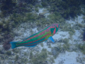 自然体験ジョン万パーク 天然水族感 自然体験シュノーケリング 60代 1人