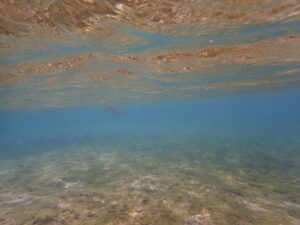 自然体験ジョン万パーク 天然水族感 自然体験シュノーケリング 4歳・4歳・6歳 初めての海