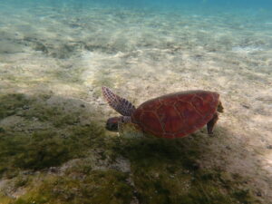 自然体験ジョン万パーク 天然水族感 自然体験シュノーケリング 4歳・4歳・6歳 初めての海