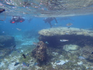 自然体験ジョン万パーク 天然水族感 自然体験シュノーケリング 4歳・4歳・6歳 初めての海