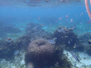 自然体験ジョン万パーク 天然水族感 自然体験シュノーケリング 4歳・4歳・6歳 初めての海