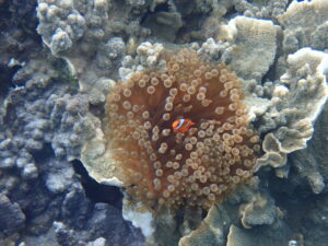 自然体験ジョン万パーク 天然水族感 自然体験シュノーケリング 4歳・4歳・6歳 初めての海