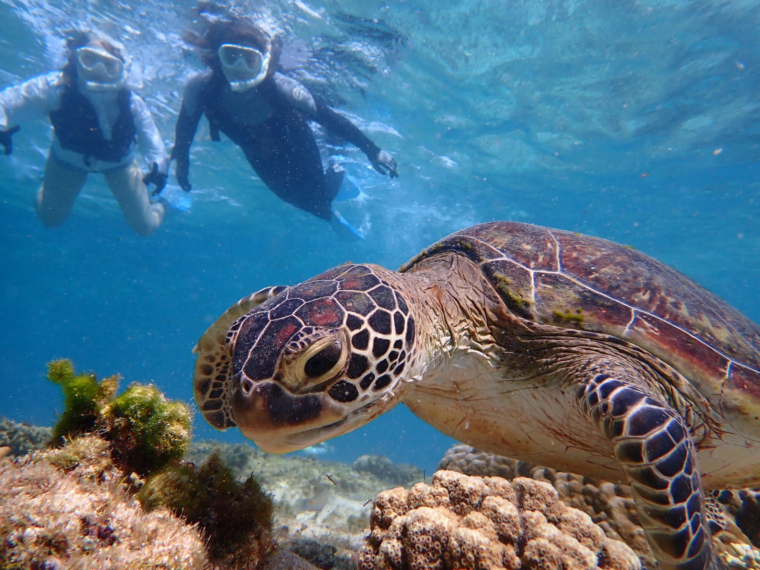 自然体験ジョン万パーク 天然水族感 自然体験シュノーケリング ただのシュノーケリングじゃない