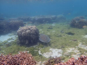 自然体験ジョン万パーク 天然水族感 自然体験シュノーケリング 送迎 カップル