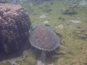 自然体験ジョン万パーク 天然水族感 自然体験シュノーケリング 送迎 カップル