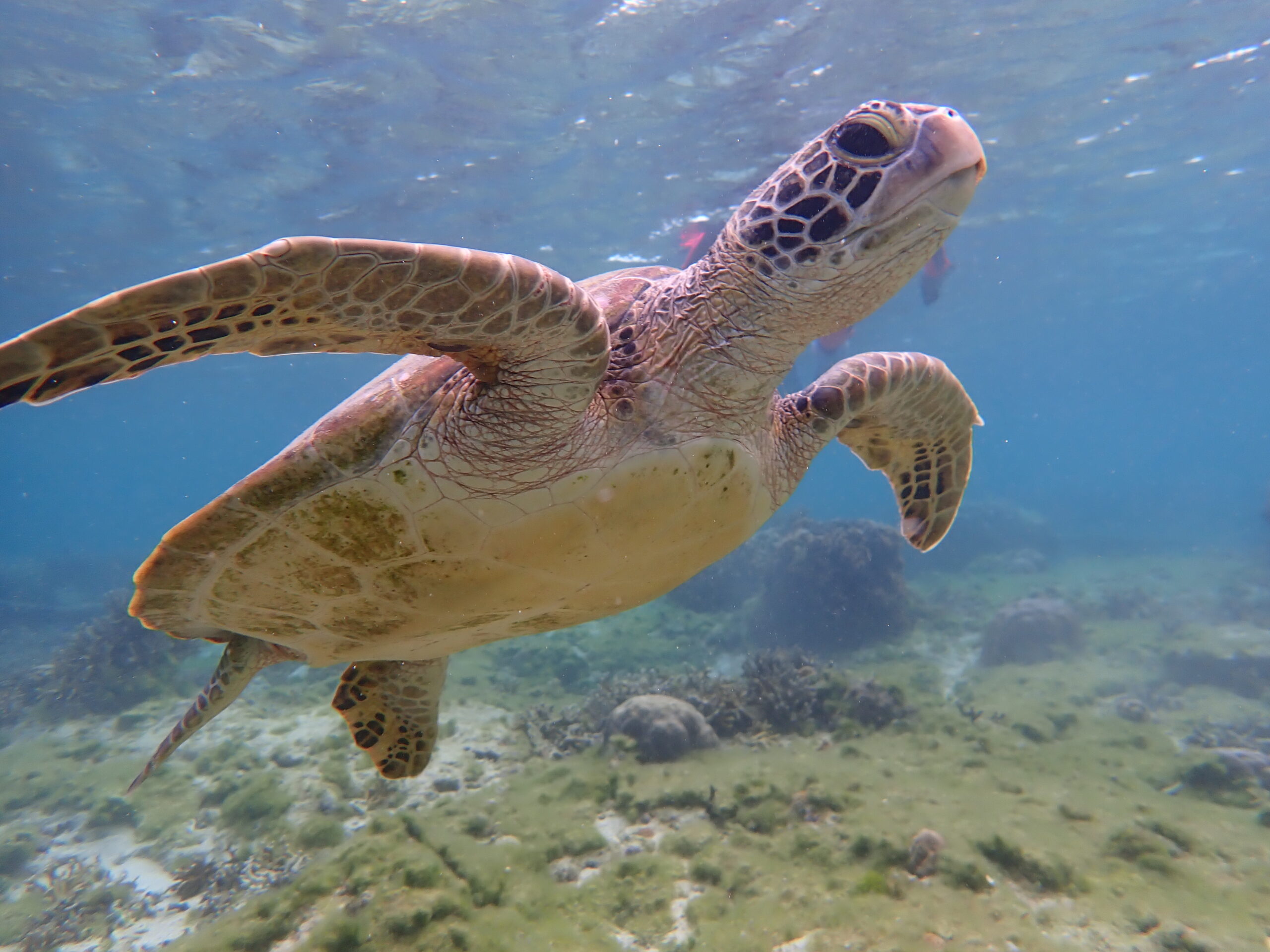 自然体験ジョン万パーク 天然水族感 自然体験シュノーケリング 卒業旅行 学生 春休み
