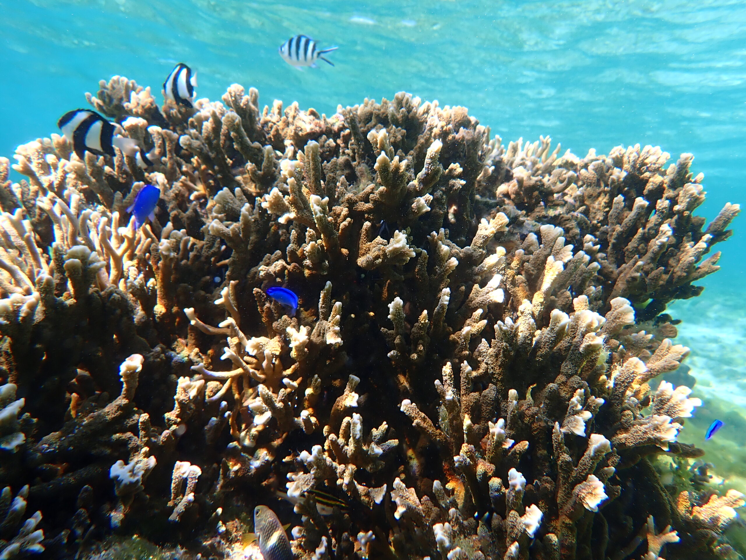 自然体験ジョン万パーク 天然水族感 自然体験シュノーケリング 1月の海