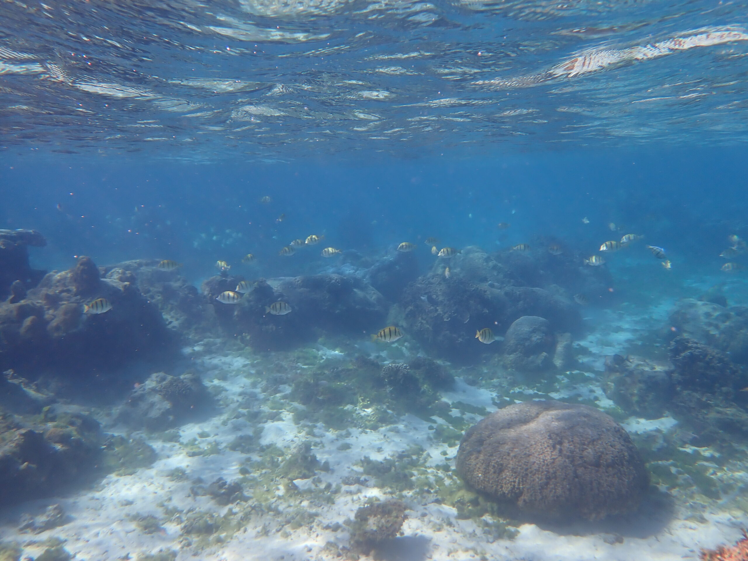 自然体験ジョン万パーク 天然水族感 自然体験シュノーケリング 卒業旅行 学生 春休み