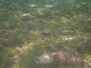 自然体験ジョン万パーク 天然水族感 自然体験シュノーケリング 1人 11歳 旅行最終日