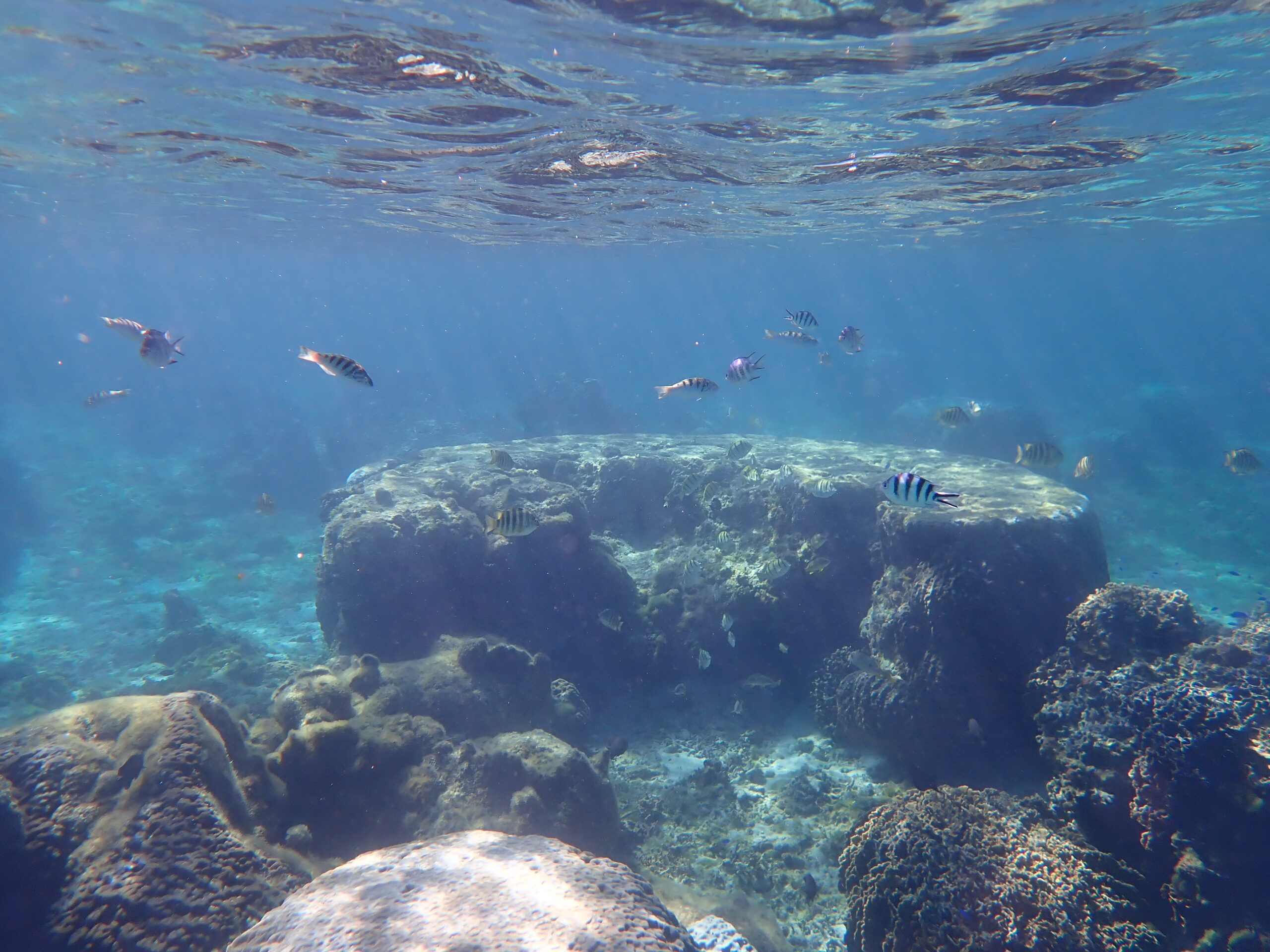 自然体験ジョン万パーク 天然水族感 自然体験シュノーケリング 卒業旅行 学生 春休み