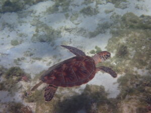 自然体験ジョン万パーク 天然水族感 自然体験シュノーケリング 家族旅行 ウミガメ