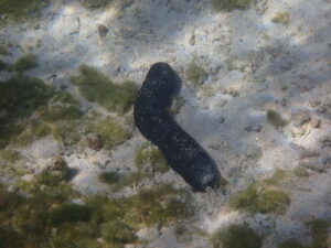 自然体験ジョン万パーク 天然水族感 自然体験シュノーケリング 家族旅行 ウミガメ