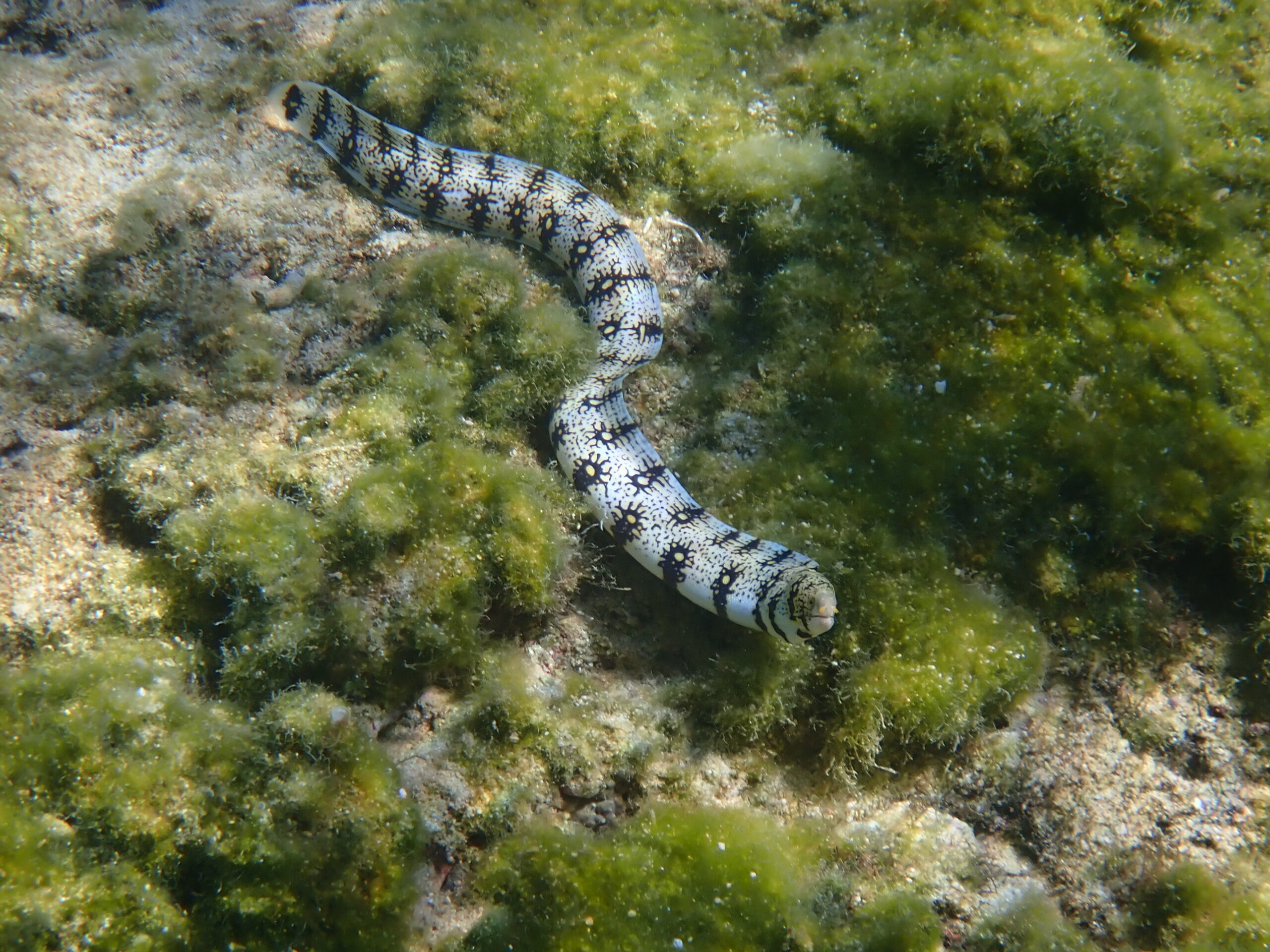 自然体験ジョン万パーク 天然水族感 自然体験シュノーケリング 家族旅行 ウミガメ