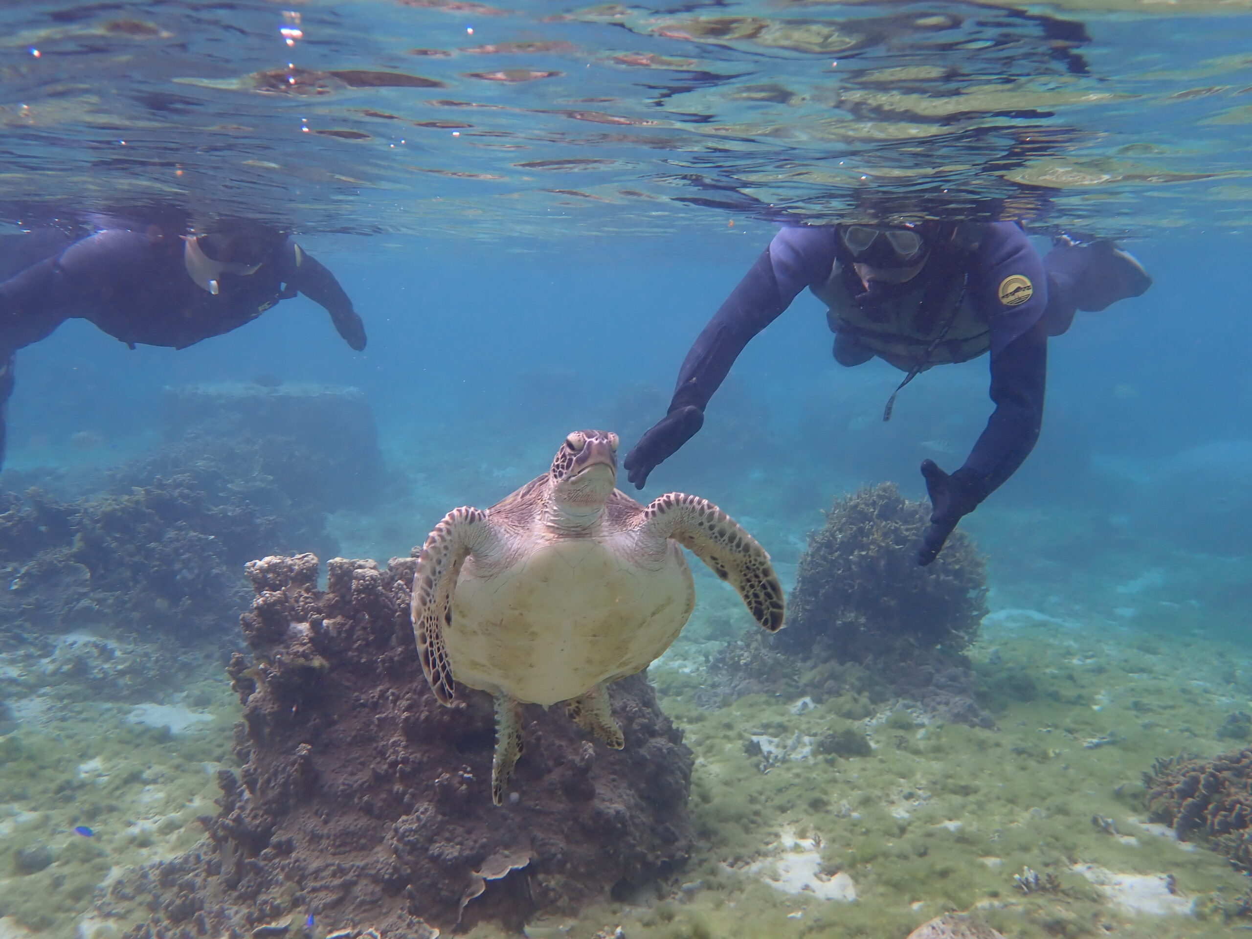 自然体験ジョン万パーク 天然水族感 自然体験シュノーケリング 家族旅行 ウミガメ