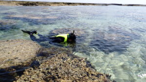 自然体験ジョン万パーク 天然水族感 自然体験シュノーケリング 卒業旅行 ウミガメ