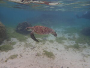 自然体験ジョン万パーク 天然水族感 自然体験シュノーケリング 卒業旅行 ウミガメ