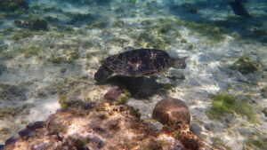 自然体験ジョン万パーク 天然水族感 自然体験シュノーケリング 卒業旅行 ウミガメ 学生 春休み