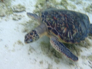 自然体験ジョン万パーク 天然水族感 自然体験シュノーケリング 家族 沖縄旅行 12歳 9歳