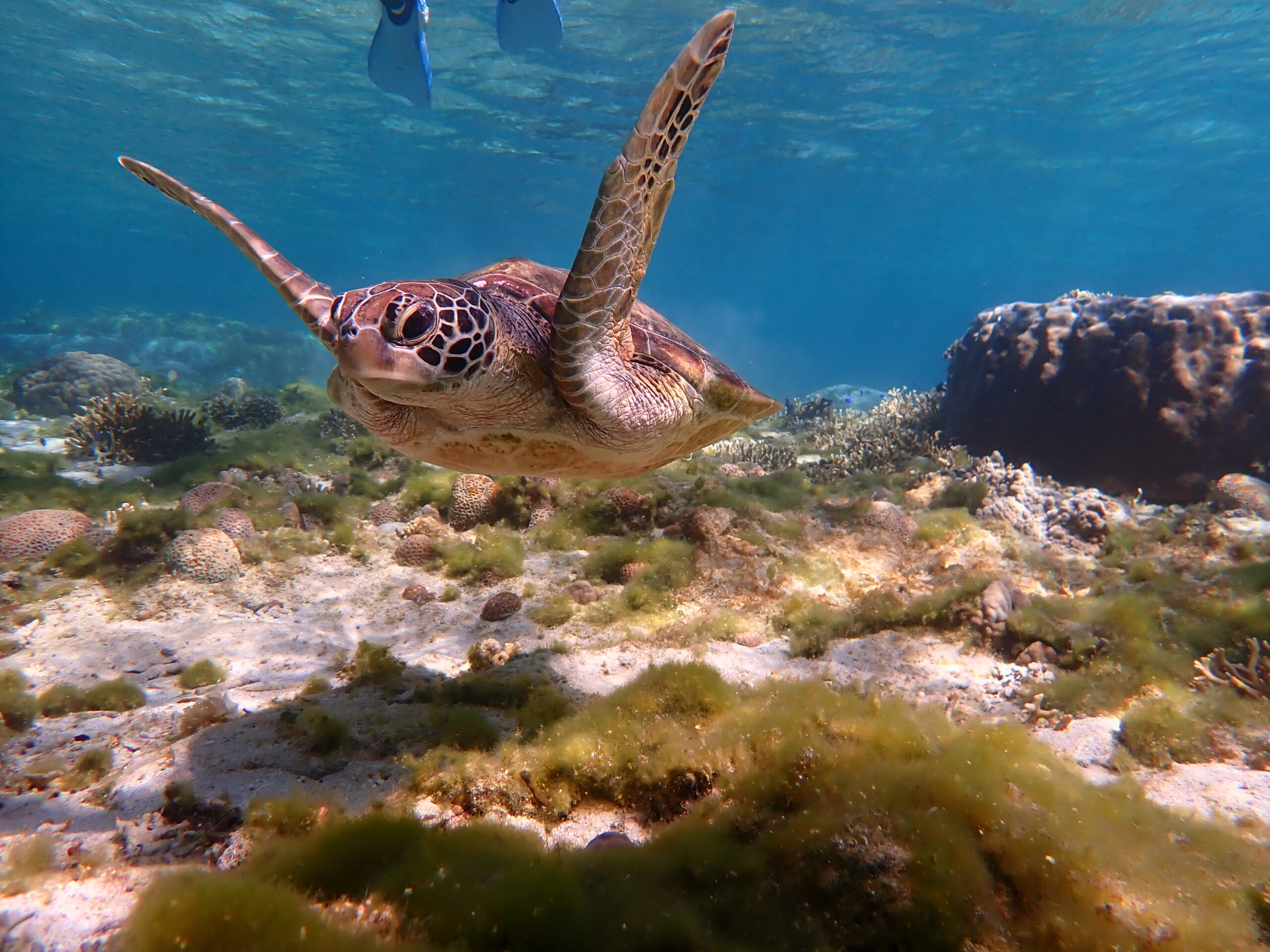 自然体験ジョン万パーク 天然水族感 自然体験シュノーケリング 社員旅行 ウミガメ 海のテーマパーク