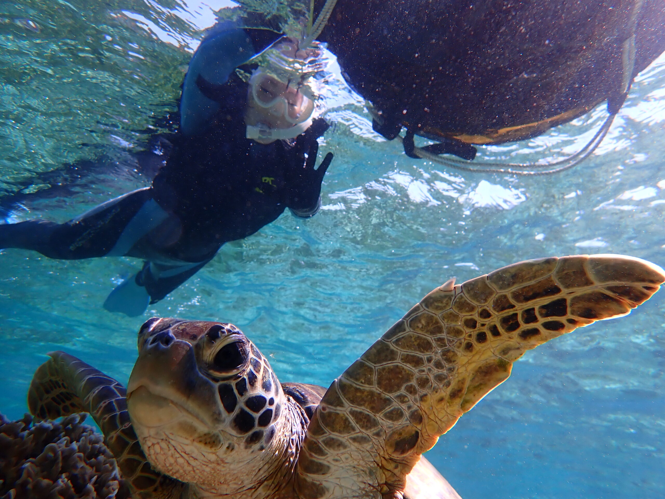 自然体験ジョン万パーク 天然水族感 自然体験シュノーケリング 1人旅行 ウミガメ