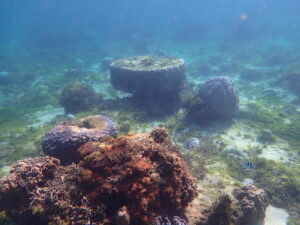 【自然体験ジョン万パーク 天然水族感】ウミガメ 学生 卒業旅行 自然体験シュノーケリング