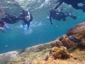 【自然体験ジョン万パーク 天然水族感】ウミガメ 学生 卒業旅行 自然体験シュノーケリング