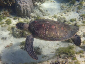 【自然体験ジョン万パーク 天然水族感】ウミガメ 学生 卒業旅行 自然体験シュノーケリング