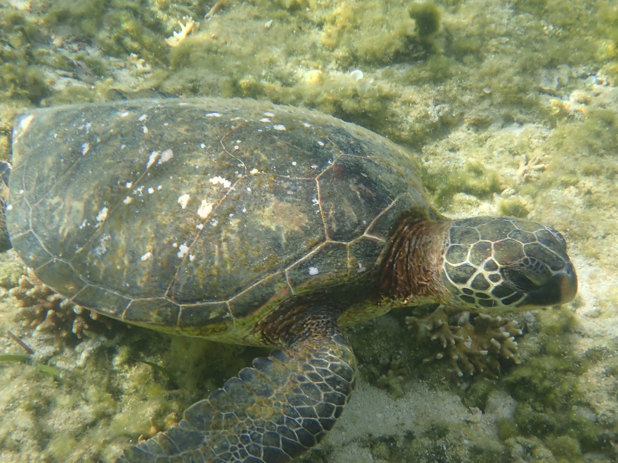 【自然体験ジョン万パーク 天然水族感】ウミガメ 学生 卒業旅行 自然体験シュノーケリング 野球キャンプ