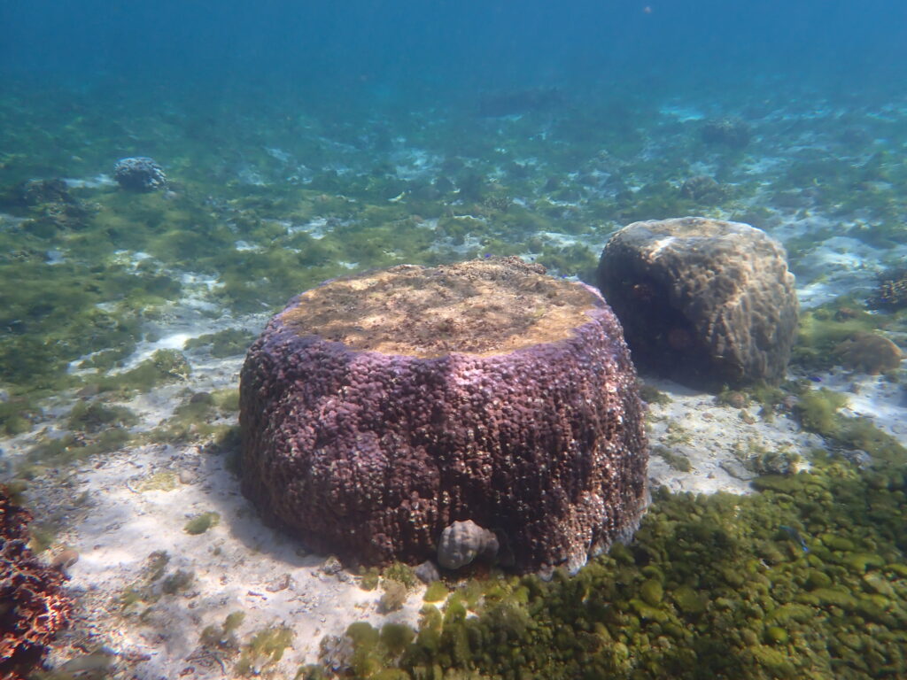 【自然体験ジョン万パーク 天然水族感】ウミガメ 学生 卒業旅行 自然体験シュノーケリング ウミガメ 家族 沖縄旅行